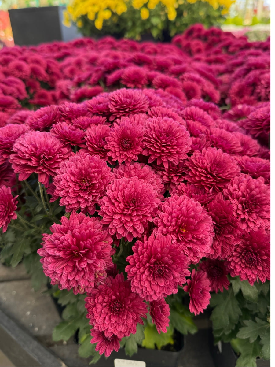 Mum 'Purple'
